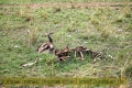 2017masai-mara-2_699