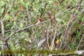 2017masai-mara-3_640