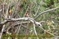 2017masai-mara-3_641