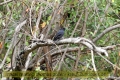 2017masai-mara-3_644