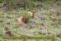 2017masai-mara-3_645