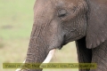 2017masai-mara-3_646