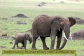 2017masai-mara-3_647