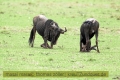 2017masai-mara-3_649