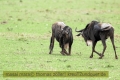 2017masai-mara-3_650