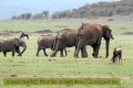 2017masai-mara-3_651