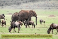 2017masai-mara-3_652