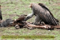 2017masai-mara-3_654