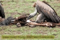 2017masai-mara-3_657