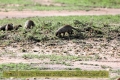 2017masai-mara-3_662