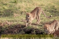 2017masai-mara-3_665