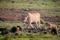 2017masai-mara-3_679