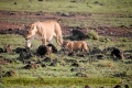 2017masai-mara-3_680