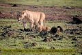 2017masai-mara-3_681