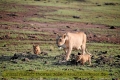 2017masai-mara-3_682