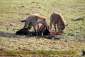 2017masai-mara-3_685