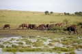 2017masai-mara-3_687