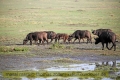 2017masai-mara-3_689