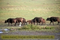 2017masai-mara-3_690