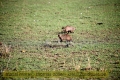 2017masai-mara-3_692