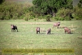 2017masai-mara-3_694