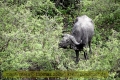 2017masai-mara-3_696