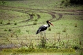 2017masai-mara-3_697