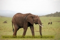 2017masai-mara-3_699