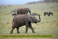 2017masai-mara-3_702