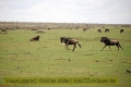 2017masai-mara-3_703