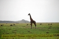 2017masai-mara-3_706