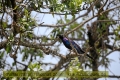 2017masai-mara-3_707