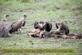 2017masai-mara-3_710