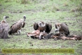 2017masai-mara-3_711