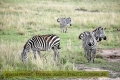 2017masai-mara-3_714