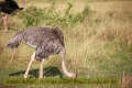 2017masai-mara-3_716