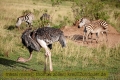 2017masai-mara-3_717