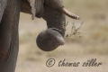 Juli.2015 - game drive kenia masai mara ** foto Â© thomas zÃ¶ller ** foto ist honorarpflichtig! ** auf anfrage in hoeherer qualitaet/aufloesung