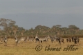Juli.2015 - game drive kenia masai mara ** foto Â© thomas zÃ¶ller ** foto ist honorarpflichtig! ** auf anfrage in hoeherer qualitaet/aufloesung